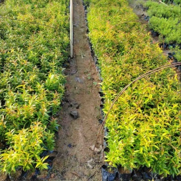 红车小杯中杯基地直发规格齐全质量优质欢迎老板来电