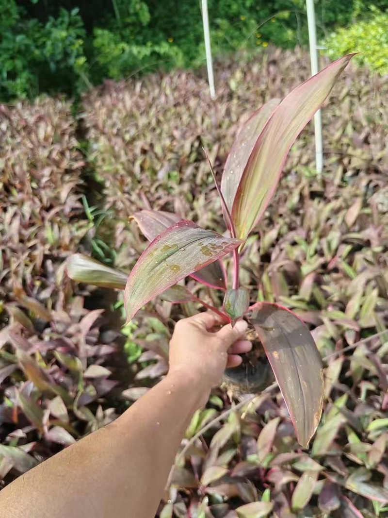 红叶朱蕉小杯中杯盆栽基地直发质量优质