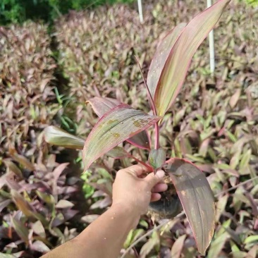 红叶朱蕉小杯中杯盆栽基地直发质量优质