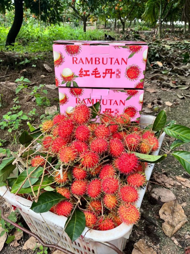 红毛丹7号果产地大量包园整园代办供应全国批发市场社区团购