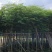 红花楹树5～，15公分基地直发规格齐全质量优质