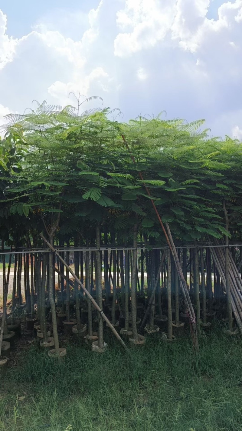 红花楹树5～，15公分基地直发规格齐全质量优质