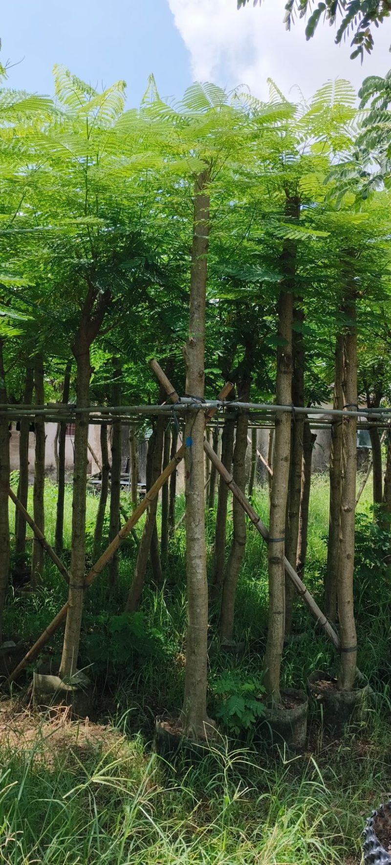 红花楹树5～，15公分基地直发规格齐全质量优质