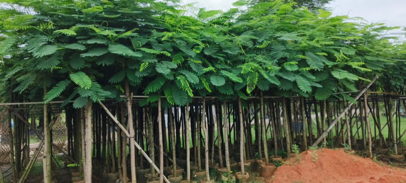 红花楹树5～，15公分基地直发规格齐全质量优质