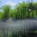 红花楹树5～，15公分基地直发规格齐全质量优质