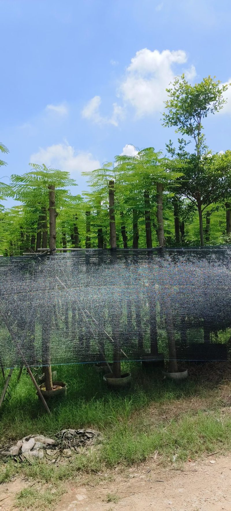 红花楹树5～，15公分基地直发规格齐全质量优质