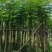 红花楹树5～，15公分基地直发规格齐全质量优质