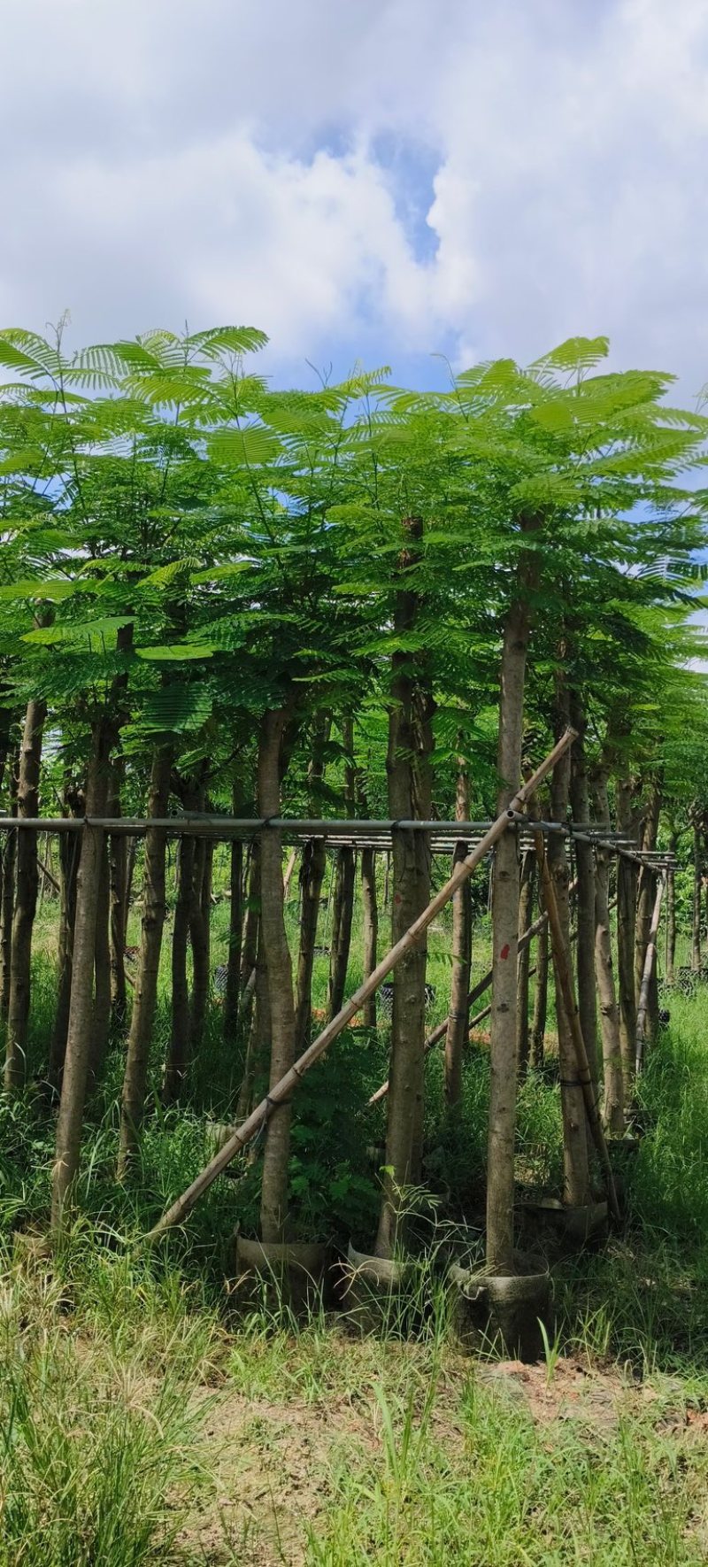 红花楹树5～，15公分基地直发规格齐全质量优质