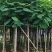 红花楹树5～，15公分基地直发规格齐全质量优质