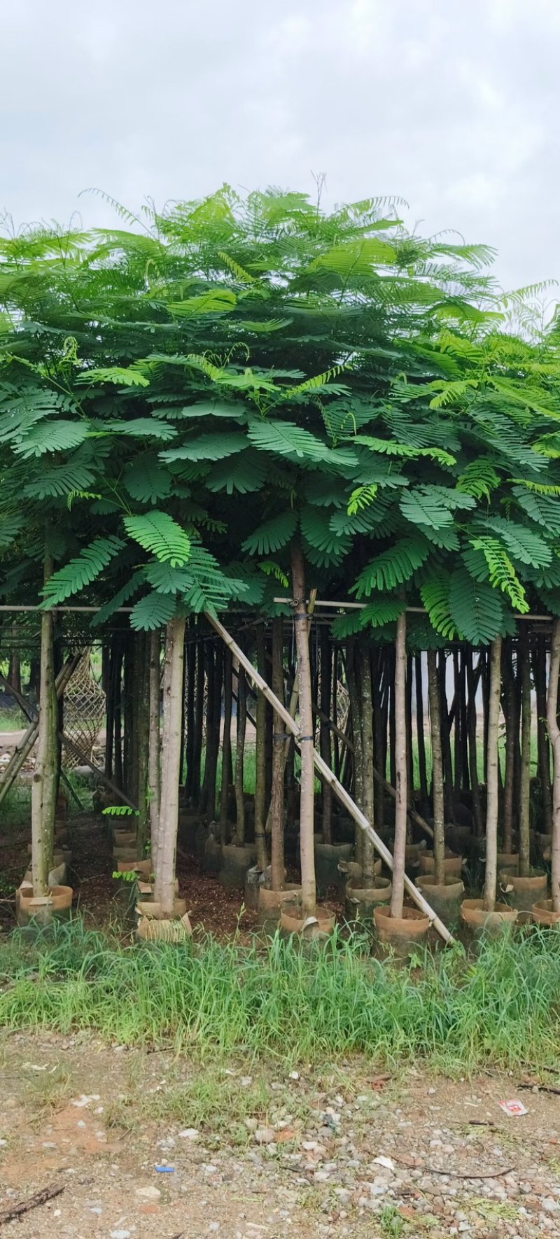 红花楹树5～，15公分基地直发规格齐全质量优质
