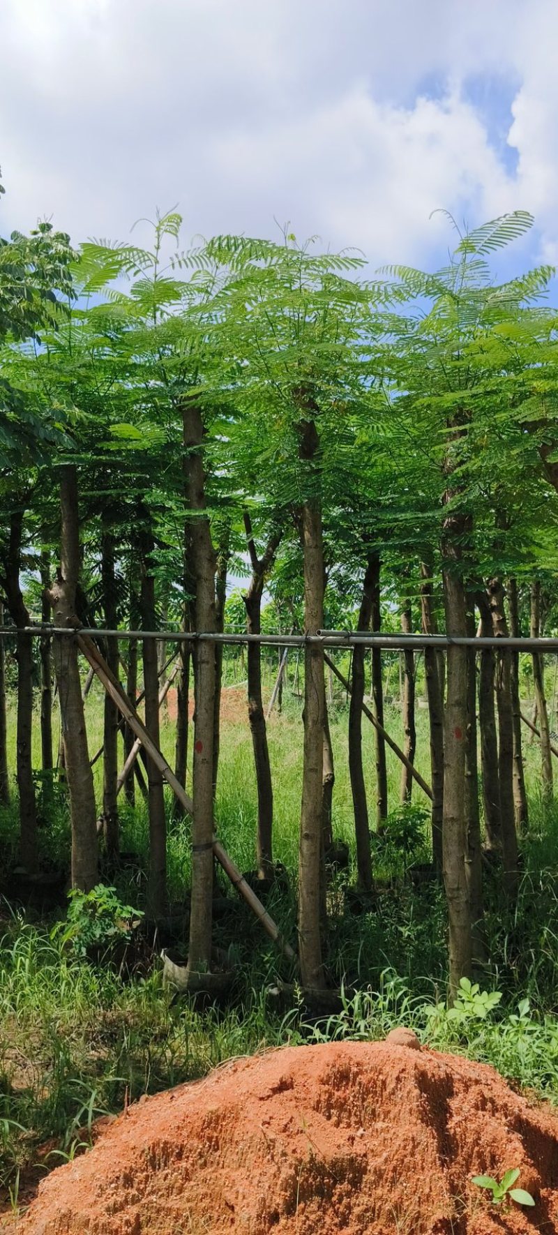 红花楹树5～，15公分基地直发规格齐全质量优质