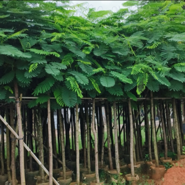 红花楹树5～，15公分基地直发规格齐全质量优质