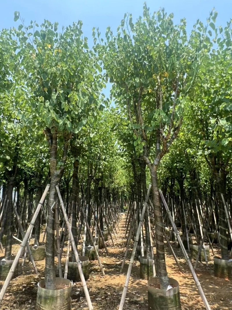 骨架宫粉紫荆10～20公分基地直发规格齐全质量优质