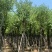 骨架宫粉紫荆10～20公分基地直发规格齐全质量优质