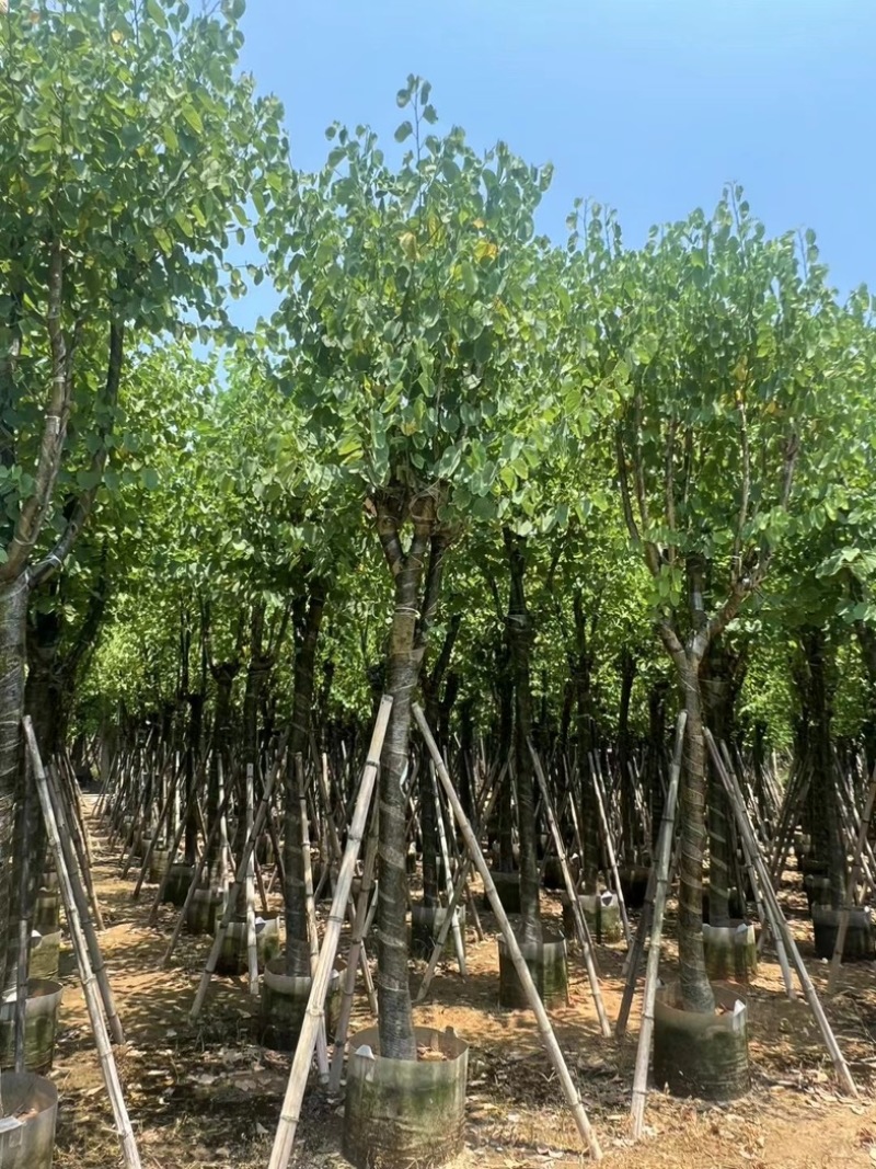 骨架宫粉紫荆10～20公分基地直发规格齐全质量优质