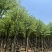骨架宫粉紫荆10～20公分基地直发规格齐全质量优质