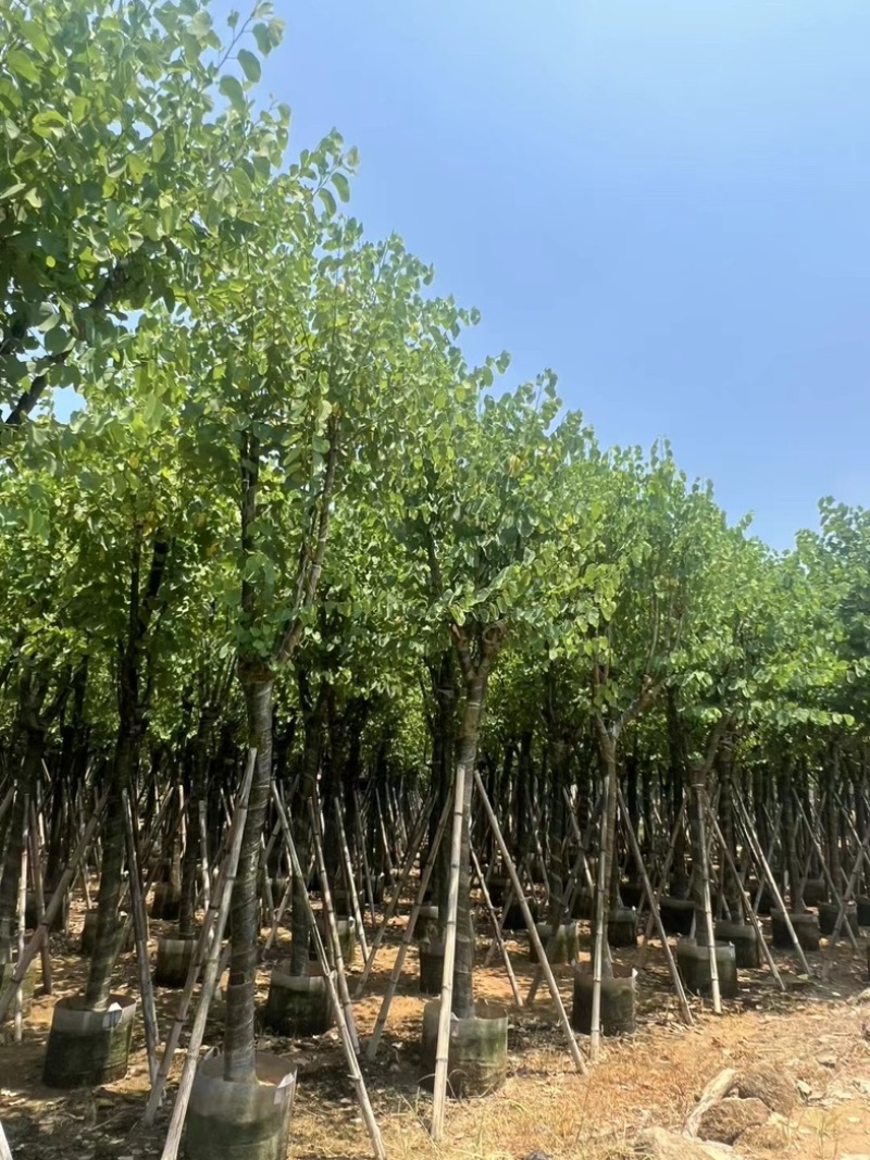 骨架宫粉紫荆10～20公分基地直发规格齐全质量优质