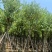 骨架宫粉紫荆10～20公分基地直发规格齐全质量优质
