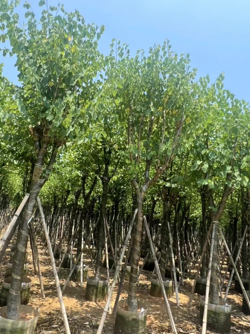 骨架宫粉紫荆10～20公分基地直发规格齐全质量优质