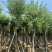 骨架宫粉紫荆10～20公分基地直发规格齐全质量优质