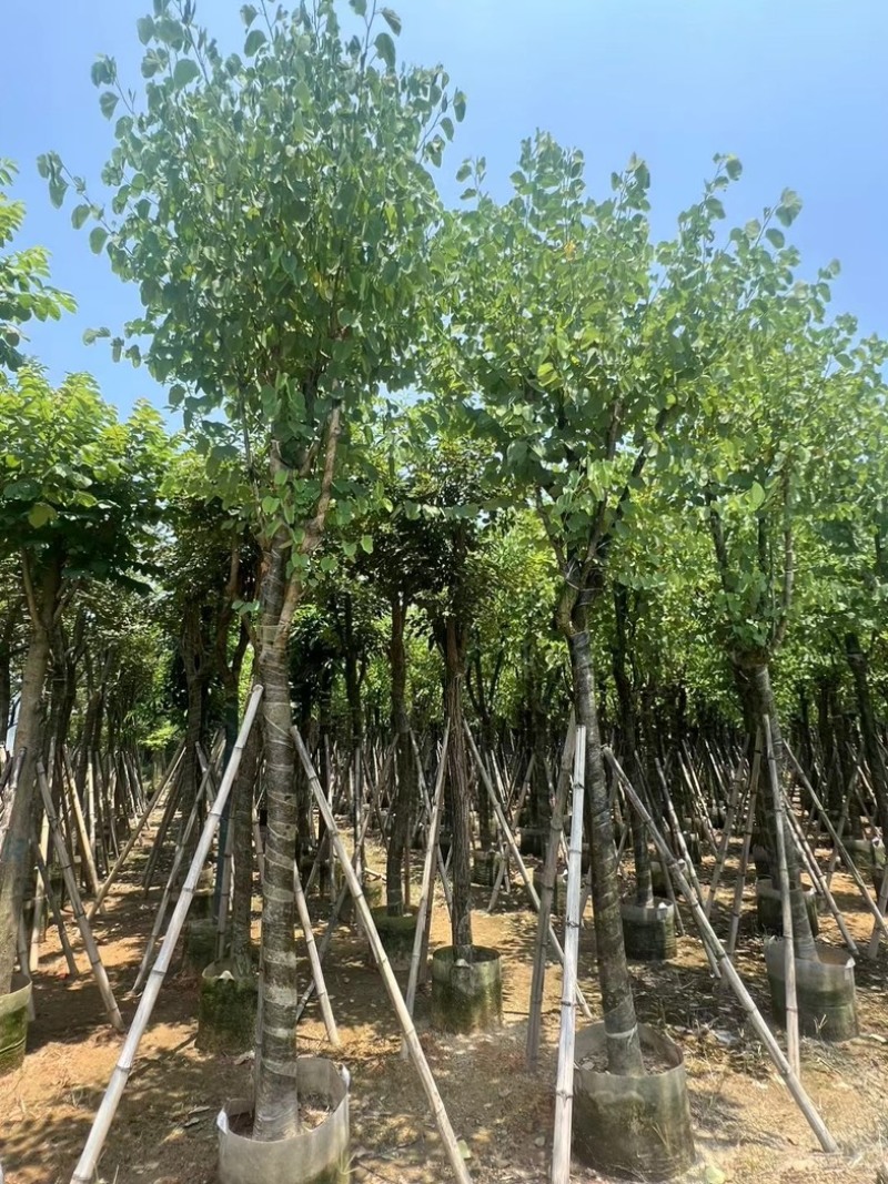 骨架宫粉紫荆10～20公分基地直发规格齐全质量优质