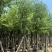 骨架宫粉紫荆10～20公分基地直发规格齐全质量优质
