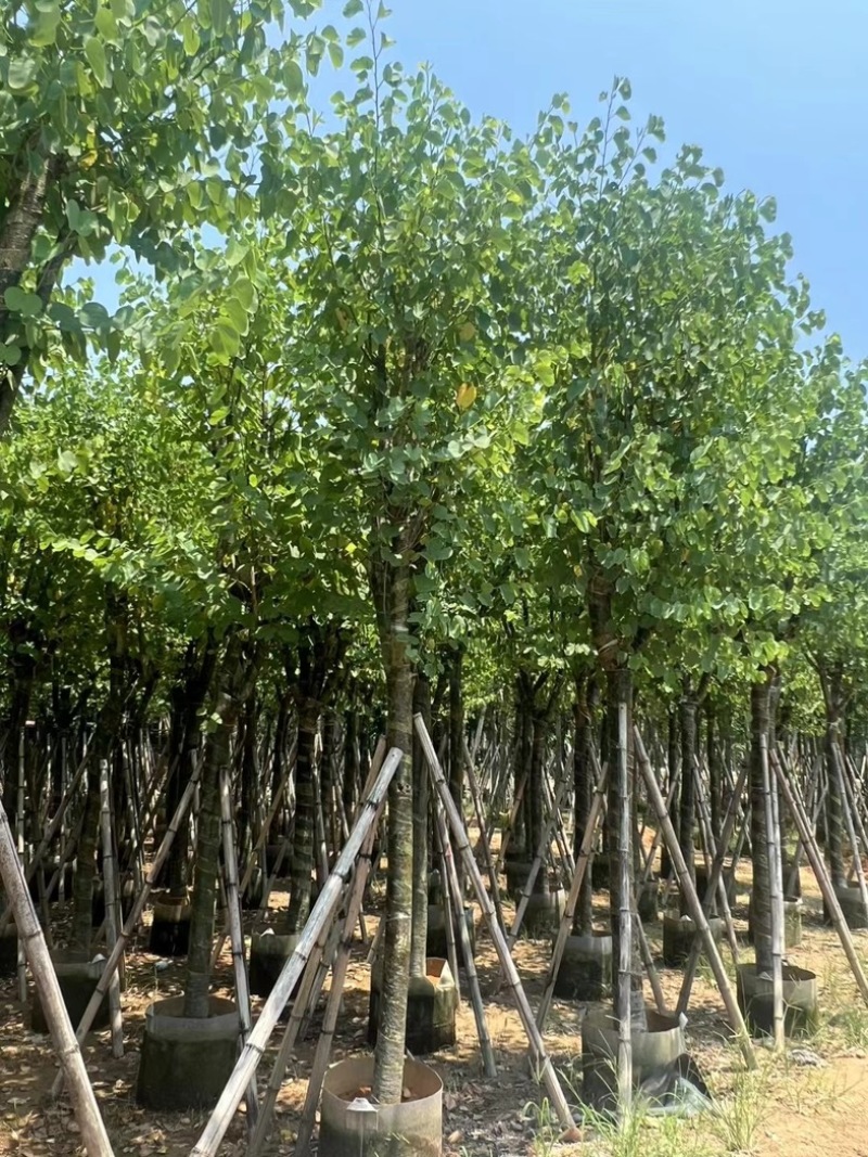 骨架宫粉紫荆10～20公分基地直发规格齐全质量优质