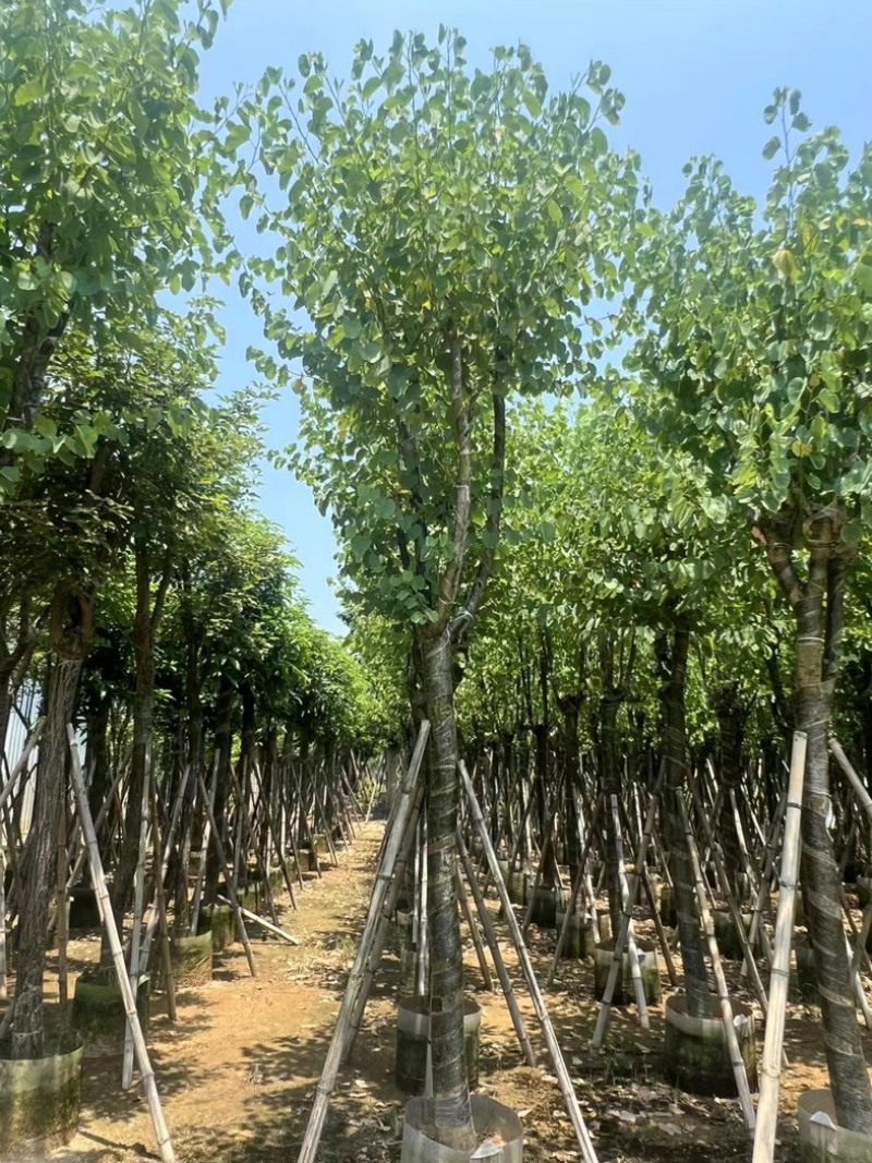 骨架宫粉紫荆10～20公分基地直发规格齐全质量优质