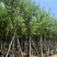 骨架宫粉紫荆10～20公分基地直发规格齐全质量优质
