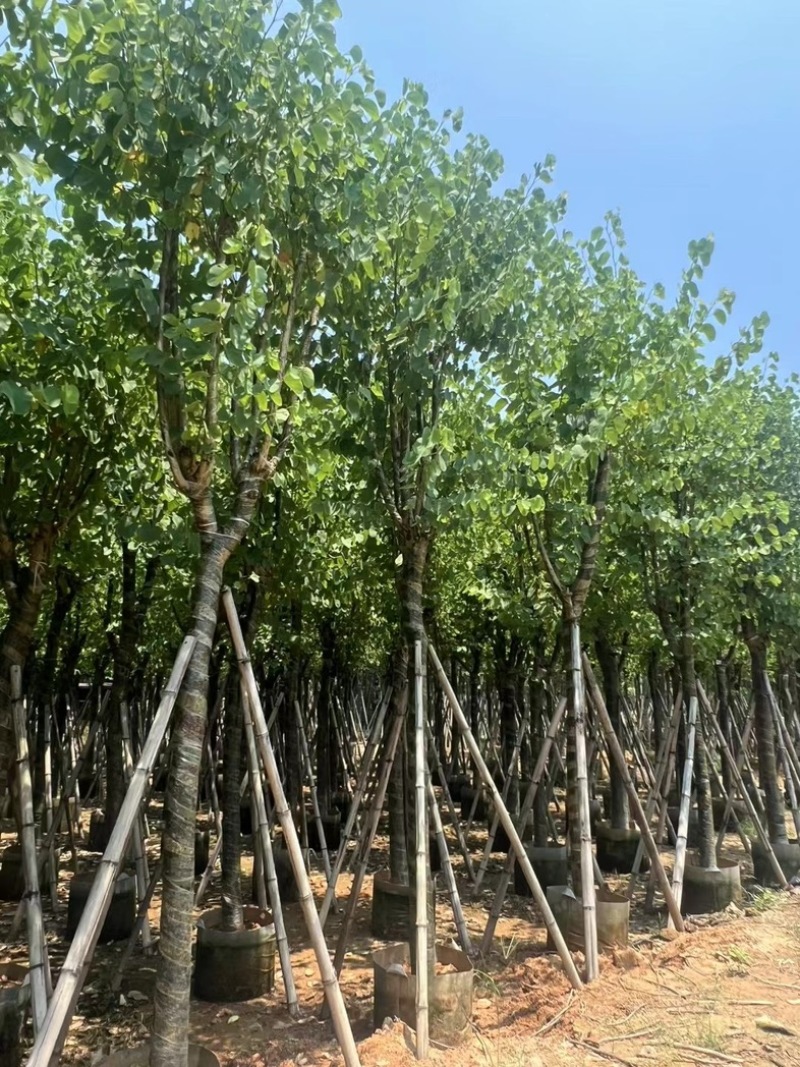 骨架宫粉紫荆10～20公分基地直发规格齐全质量优质