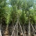 骨架宫粉紫荆10～20公分基地直发规格齐全质量优质