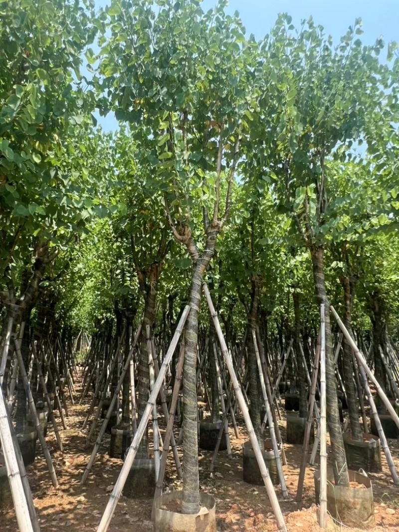 骨架宫粉紫荆10～20公分基地直发规格齐全质量优质
