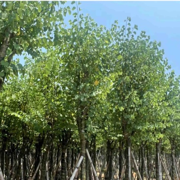 骨架宫粉紫荆10～20公分基地直发规格齐全质量优质