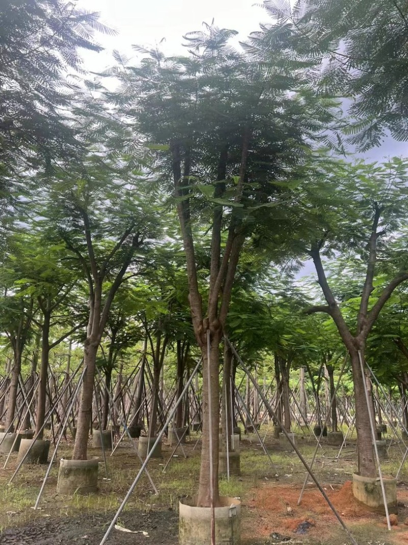 大骨架凤凰木15～25公分跟全红婵门口同款凤凰木基地直销