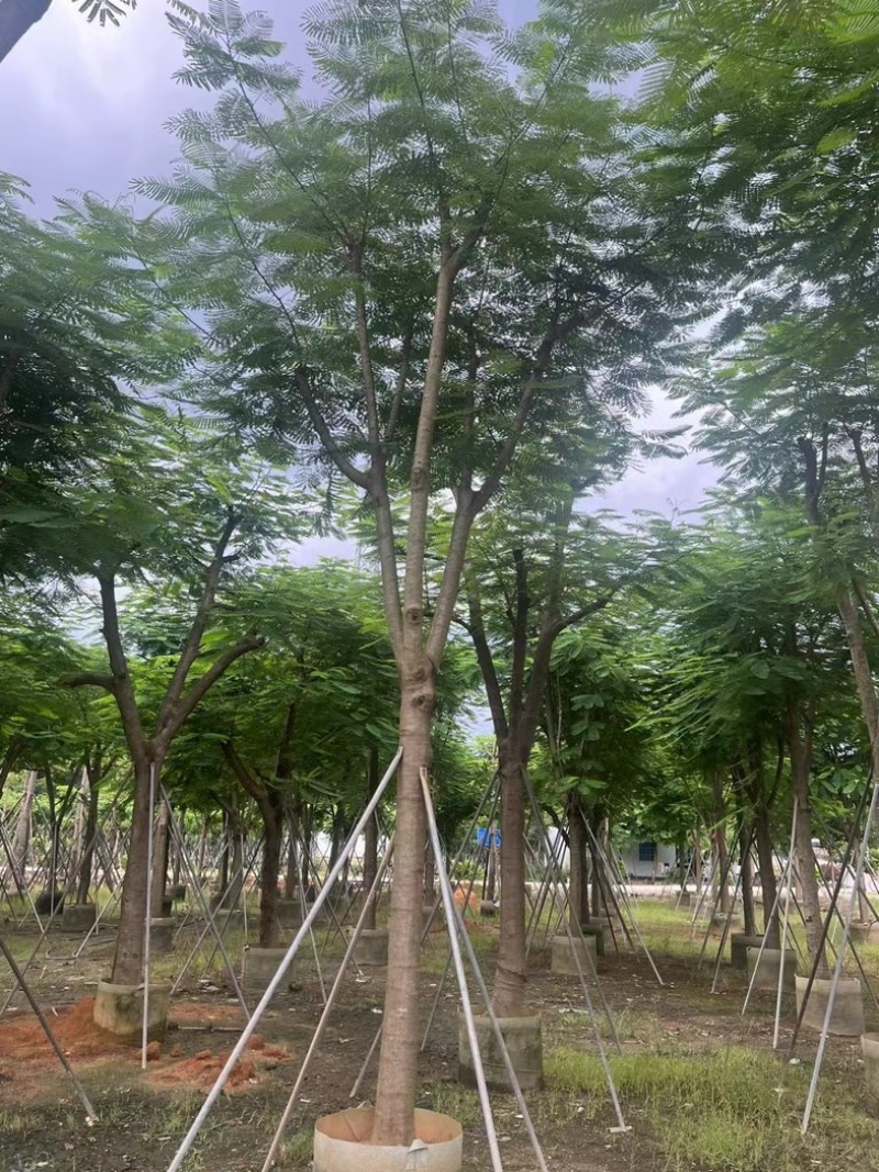 大骨架凤凰木15～25公分跟全红婵门口同款凤凰木基地直销
