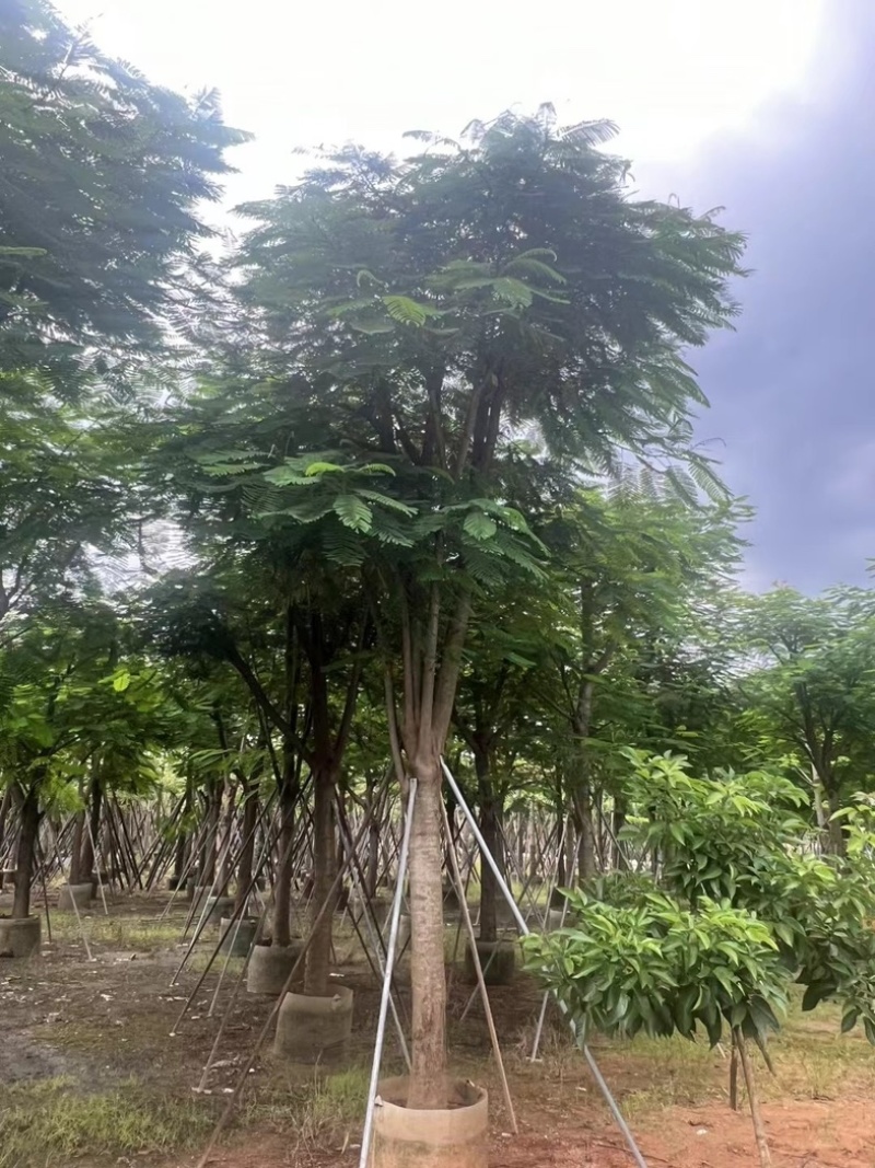 大骨架凤凰木15～25公分跟全红婵门口同款凤凰木基地直销