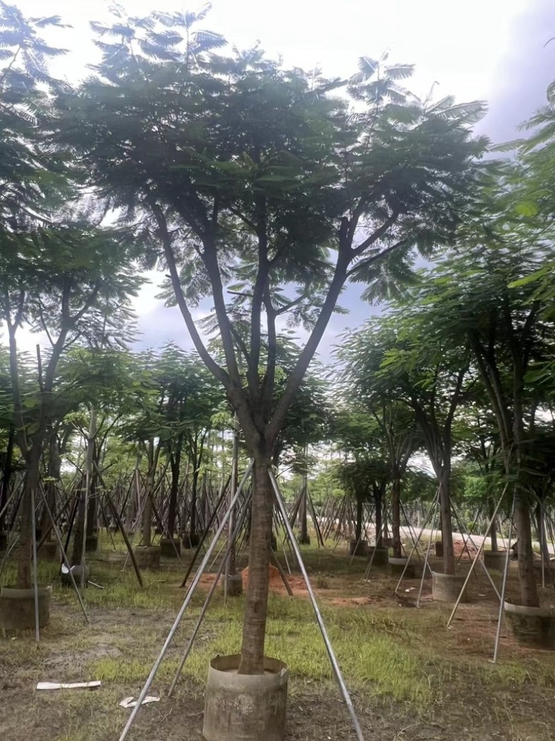 大骨架凤凰木15～25公分跟全红婵门口同款凤凰木基地直销