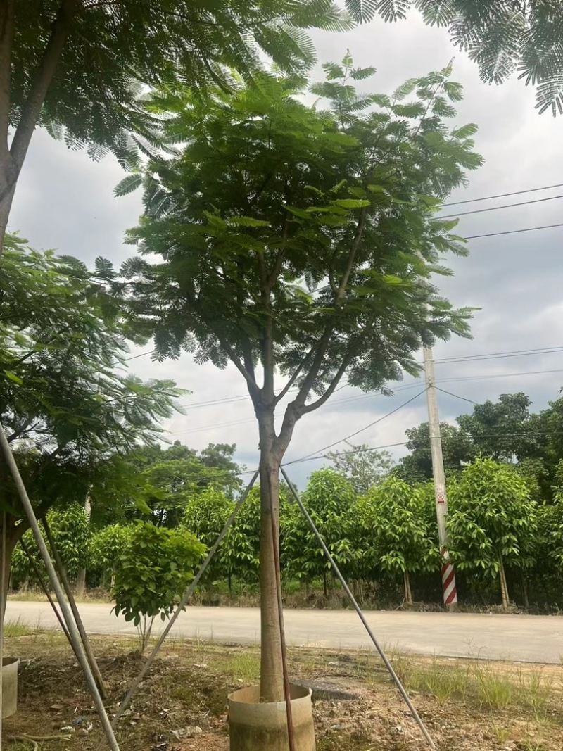 大骨架凤凰木15～25公分跟全红婵门口同款凤凰木基地直销
