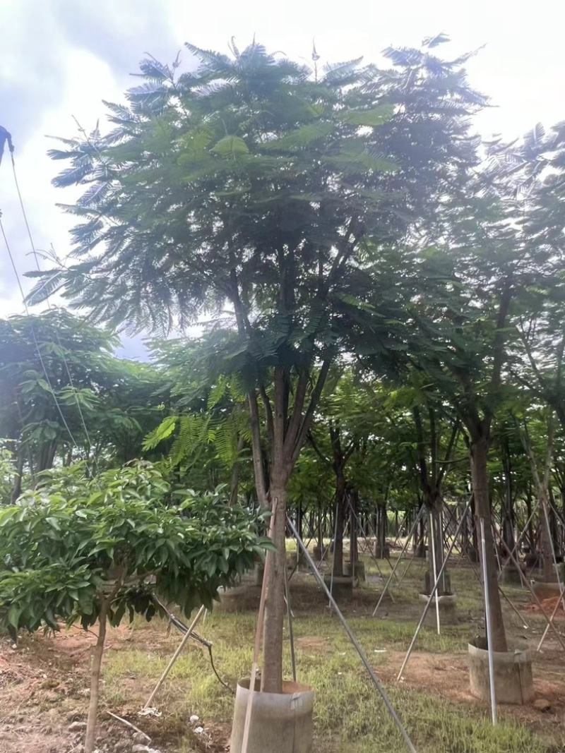 大骨架凤凰木15～25公分跟全红婵门口同款凤凰木基地直销