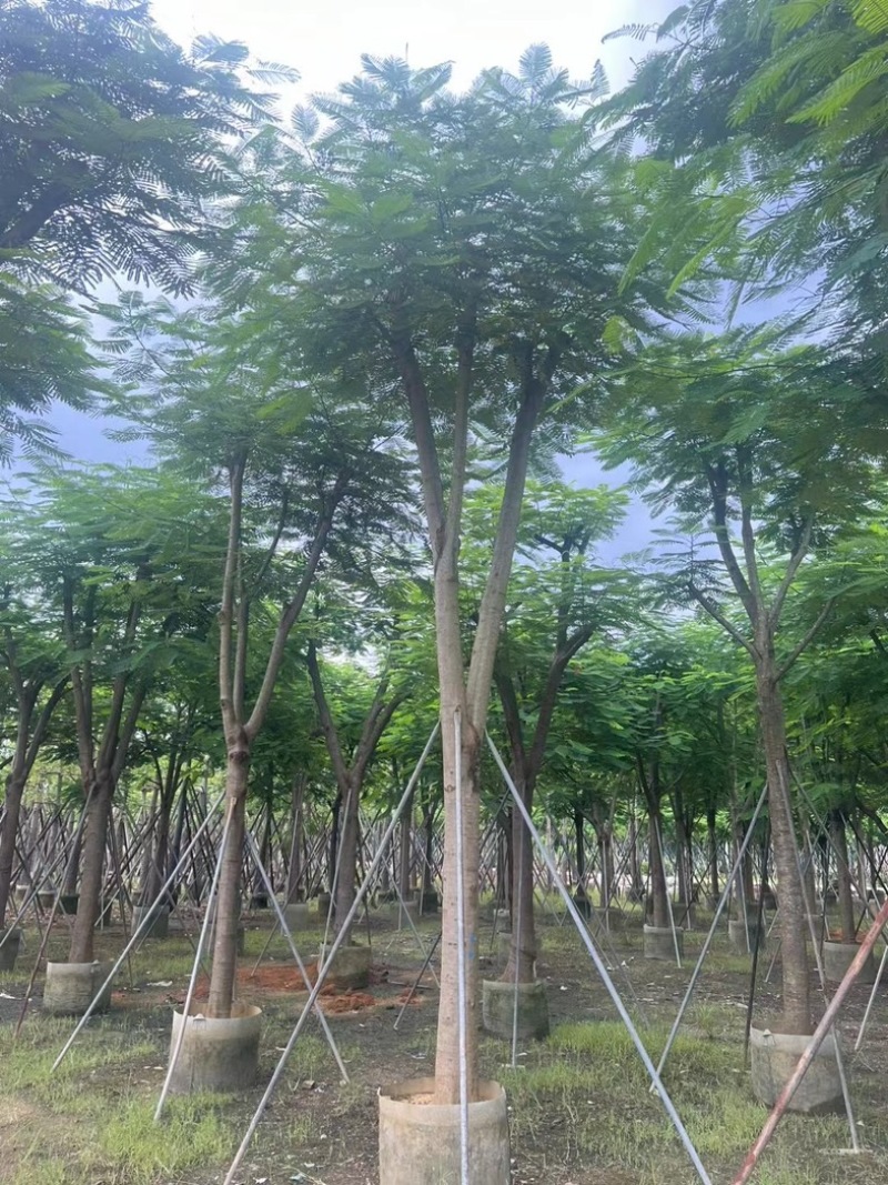 大骨架凤凰木15～25公分跟全红婵门口同款凤凰木基地直销