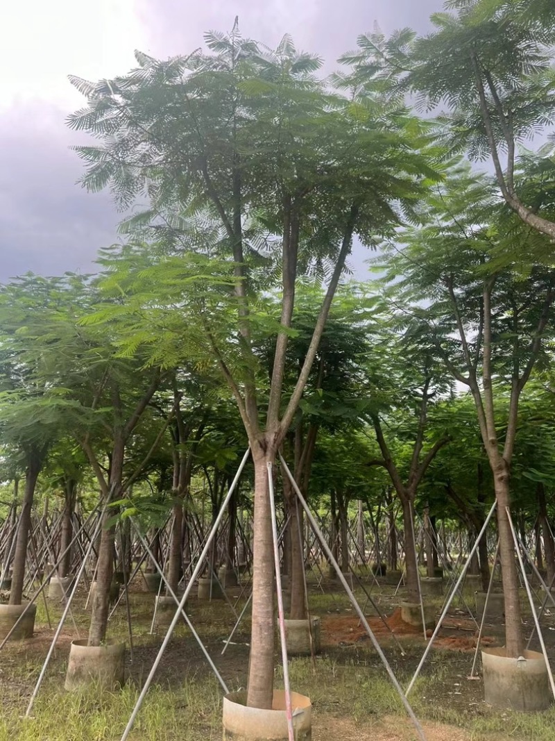 大骨架凤凰木15～25公分跟全红婵门口同款凤凰木基地直销