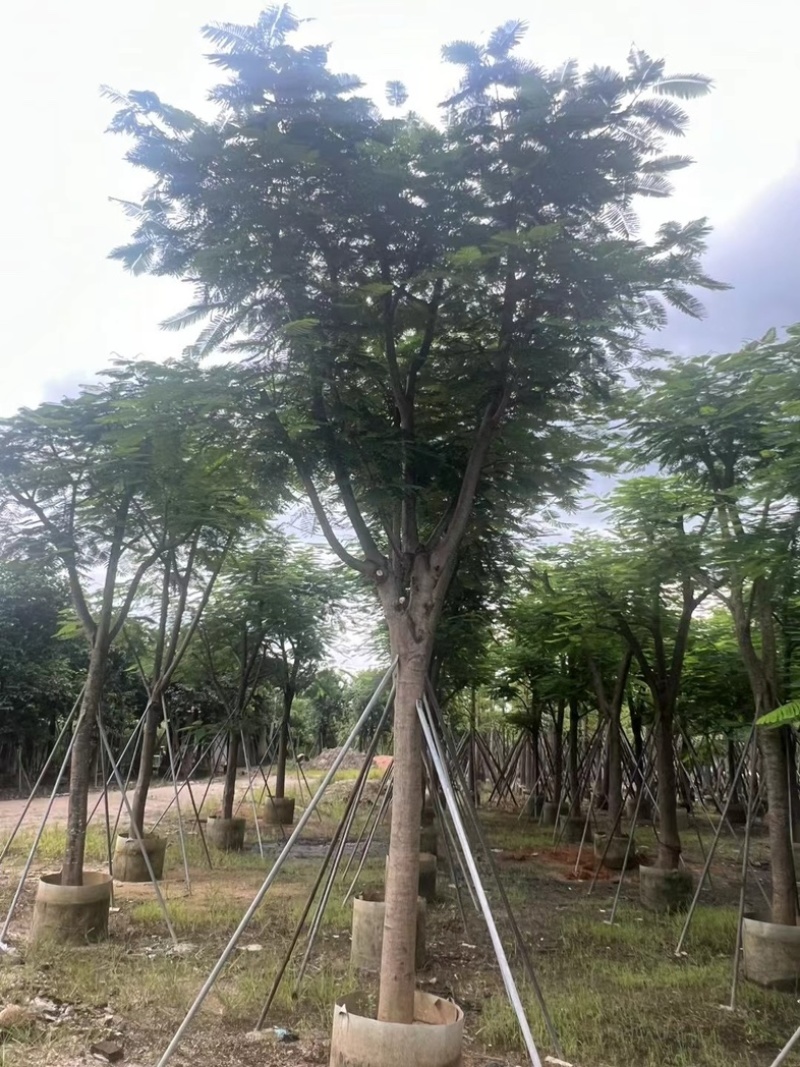 大骨架凤凰木15～25公分跟全红婵门口同款凤凰木基地直销