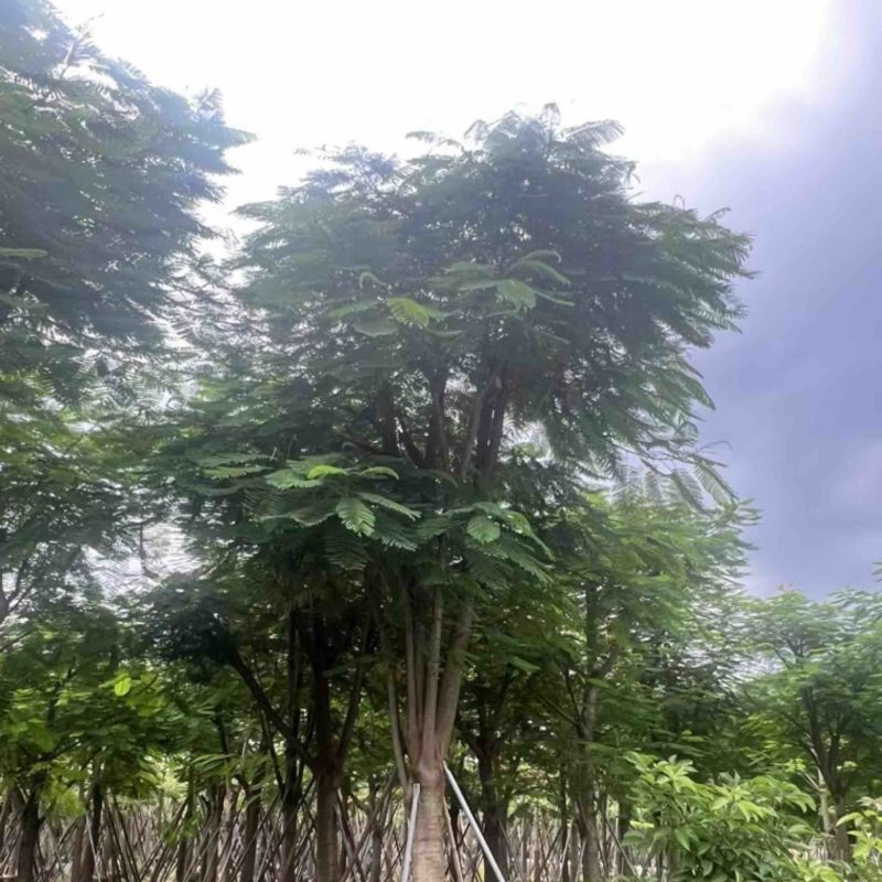 大骨架凤凰木15～25公分跟全红婵门口同款凤凰木基地直销