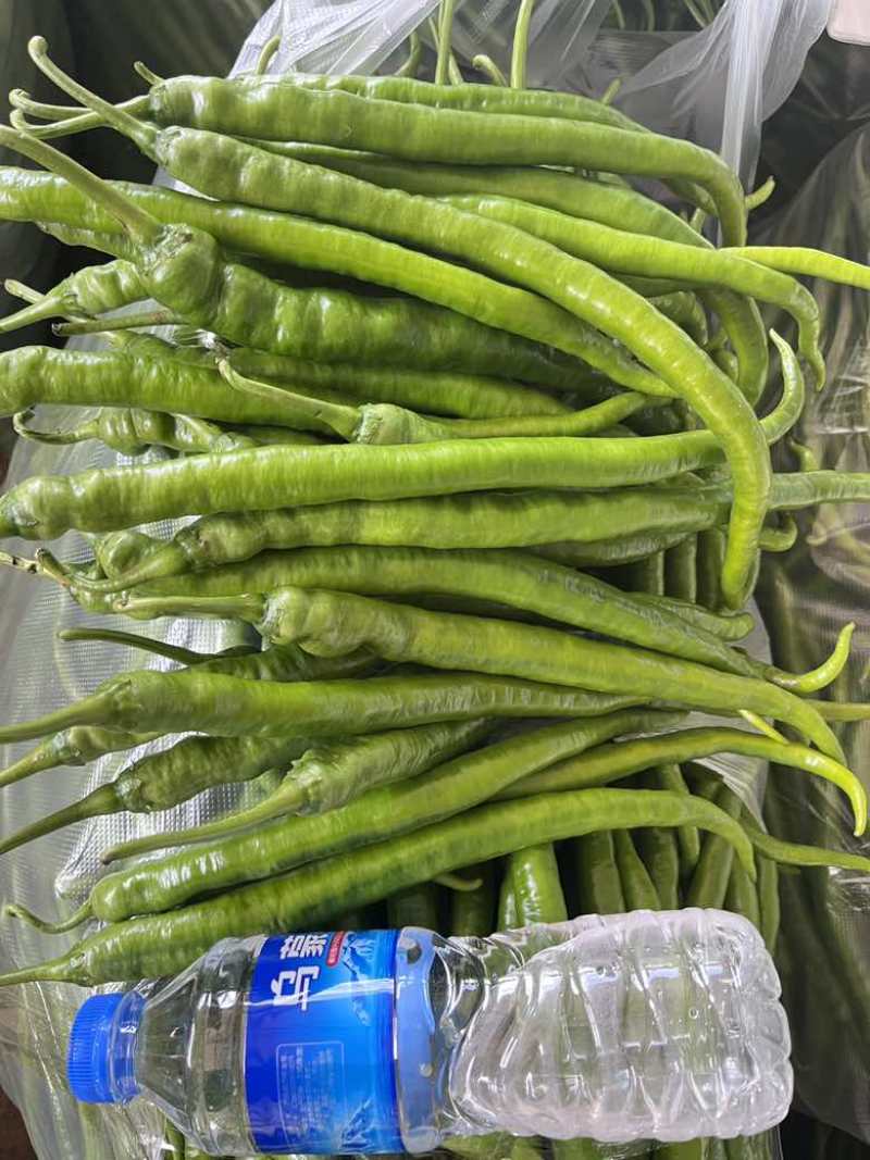 8号椒大量供应市场电商工厂质量保证一手货源