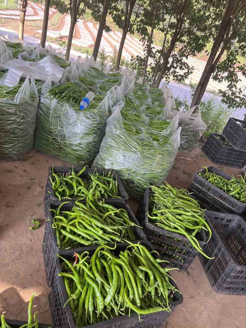8号椒大量供应市场电商工厂质量保证一手货源