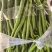 8号椒大量供应市场电商工厂质量保证一手货源
