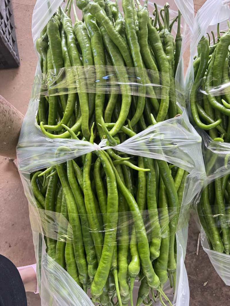 8号椒大量供应市场电商工厂质量保证一手货源