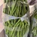 8号椒大量供应市场电商工厂质量保证一手货源
