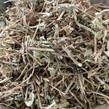 飞扬草中草药大飞扬大乳汁草节节花