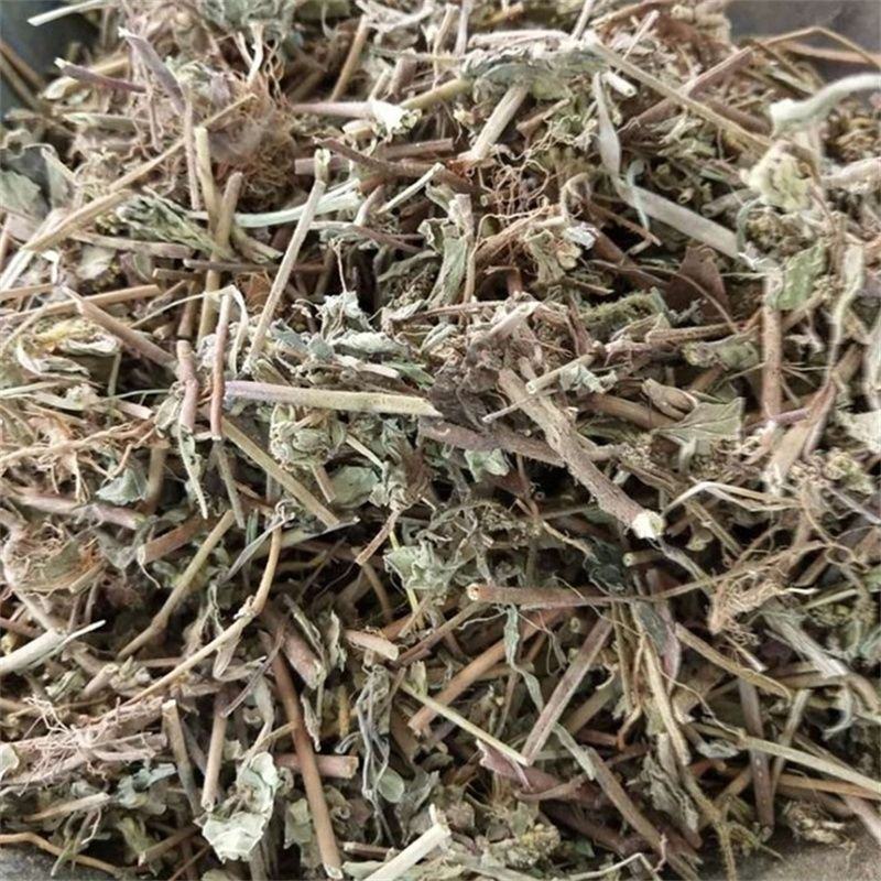 飞扬草中草药大飞扬大乳汁草节节花